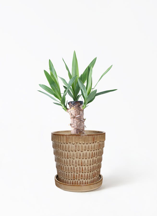 ユッカ 4号 | 観葉植物 | インテリアやギフトに - Hitohana（ひとはな）
