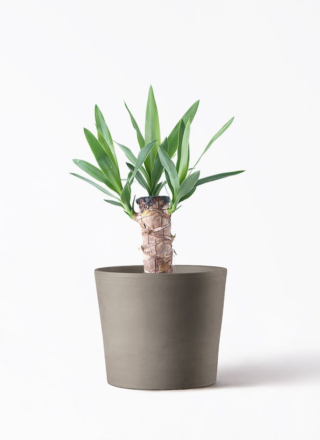 ユッカ（青年の木） | 観葉植物通販HitoHana（ひとはな）
