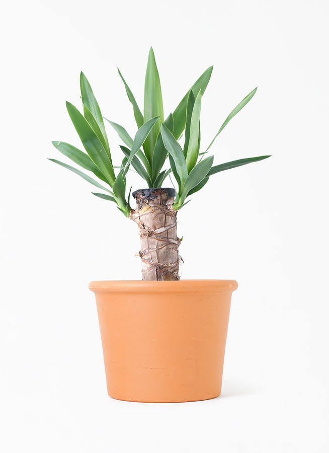 観葉植物 ユッカ 4号 ノーマル シリンダーポット 植え替えキット付き 観葉植物ならhitohana ひとはな