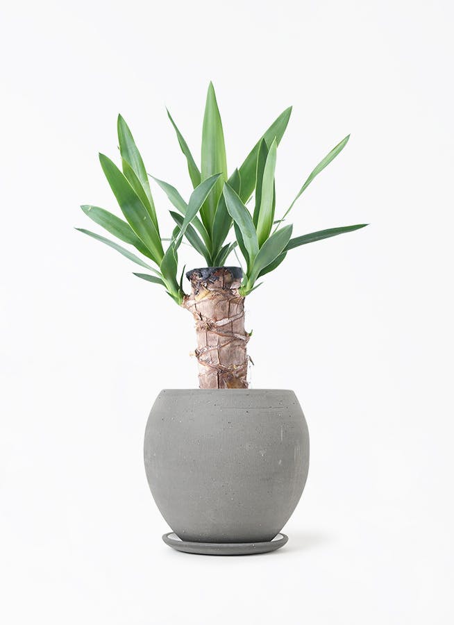 希少 ドラセナ ワーネッキーレモンサプライズ 陶器鉢 植え込み発送