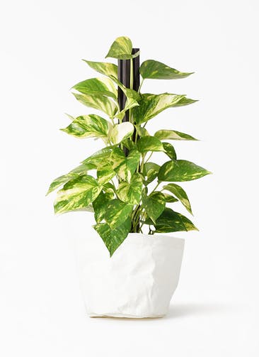 観葉植物 ポトス 4号 クラフトペーパーポット 0 W ホワイト 付き
