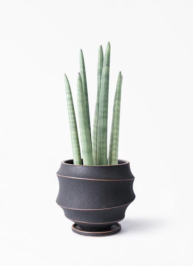 観葉植物 サンスベリア 4号 スタッキー ラバポット 付き 観葉植物ならhitohana ひとはな