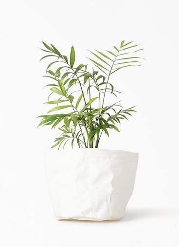 観葉植物 テーブルヤシ 4号 クラフトペーパーポット 0 W ホワイト 付き