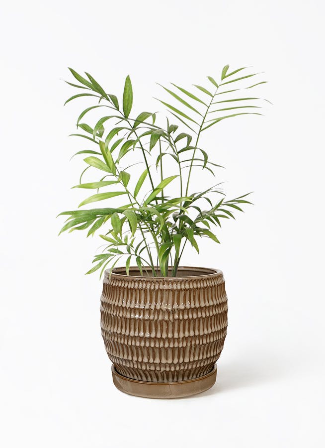 テーブルヤシ 4号 | 観葉植物 | インテリアやギフトに - Hitohana
