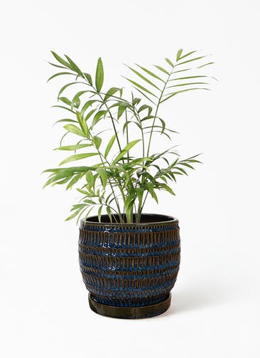 観葉植物 テーブルヤシ 4号 クラッツ シノ ブルー 植え替えキット付き