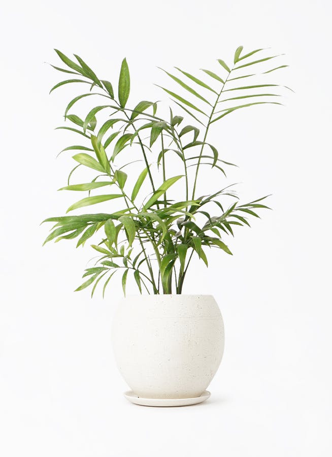 テーブルヤシ1mサイズ テーブルヤシ