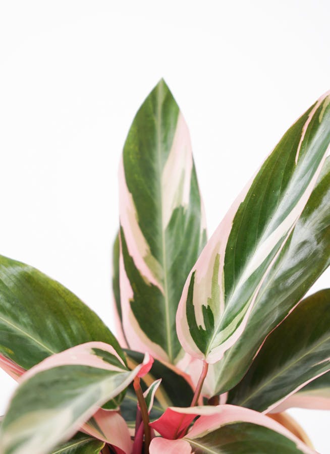 【美苗】激レア　ストロマンテ　トリオスター　斑入り　ゴマ斑　　抜き苗 ストロマンテトリオスター 販売中！ #ストロマンテトリオスター #観葉