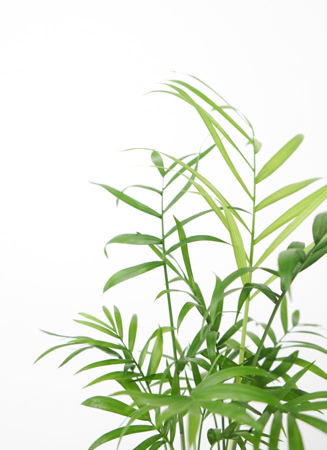 観葉植物 テーブルヤシ 3号 レーナ 15 Y イエロー 付き | 観葉植物なら