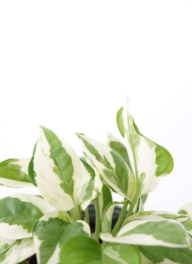 観葉植物 ポトス エンジョイ 3号 エンジョイ Color Crack(カラー