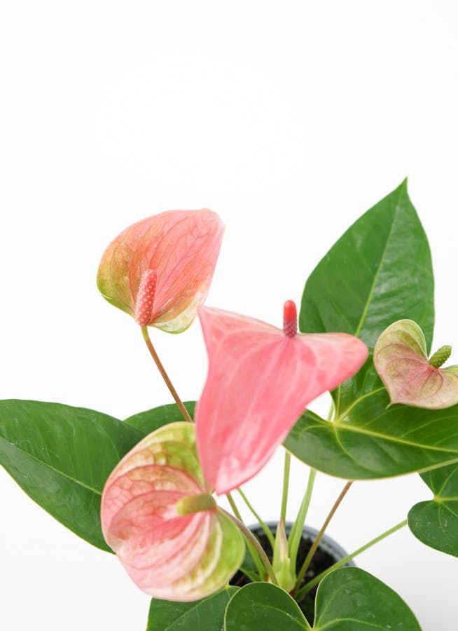 観葉植物 アンスリウム 3号 ピンク シリンダーポット 付き | 観葉植物