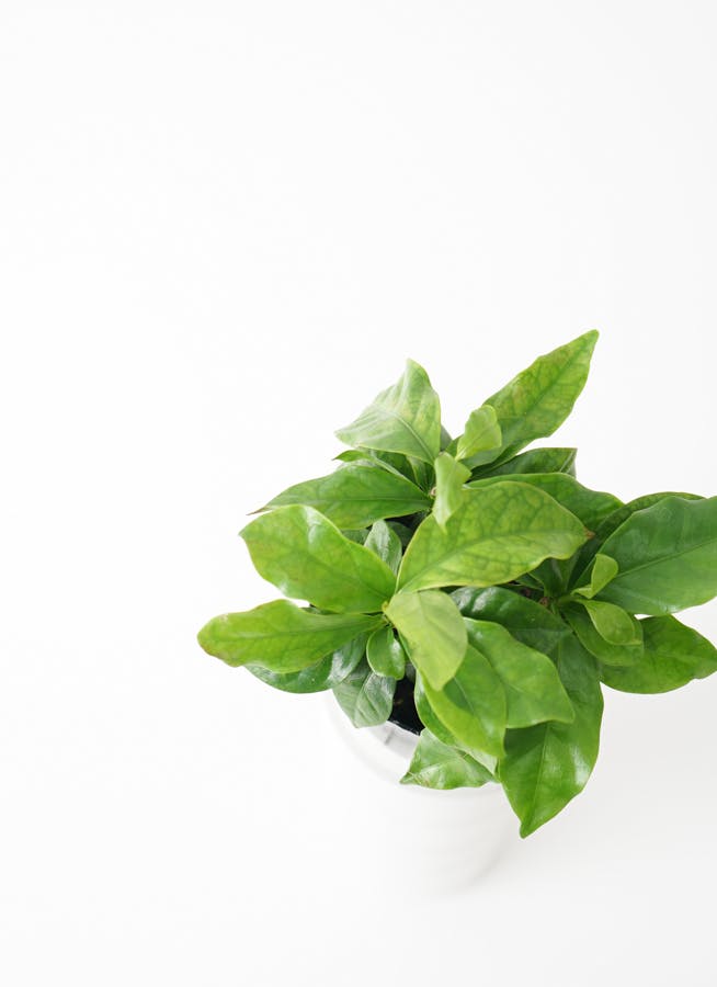 観葉植物 コーヒーの木 3号 エステル 1 & スタンド 付き