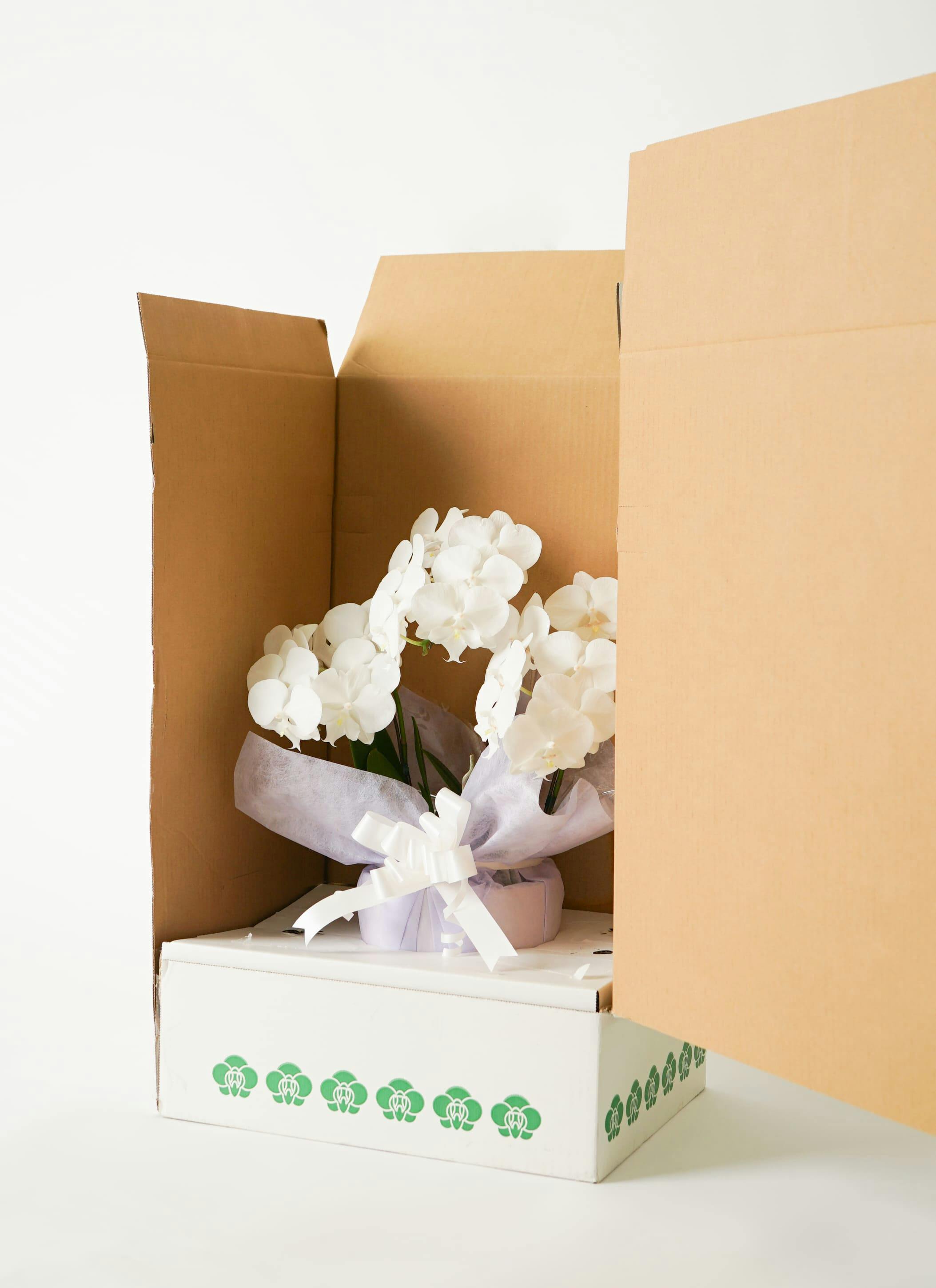 胡蝶蘭 ミディ 白 3本立ち 21輪 | 胡蝶蘭ならHitoHana(ひとはな)