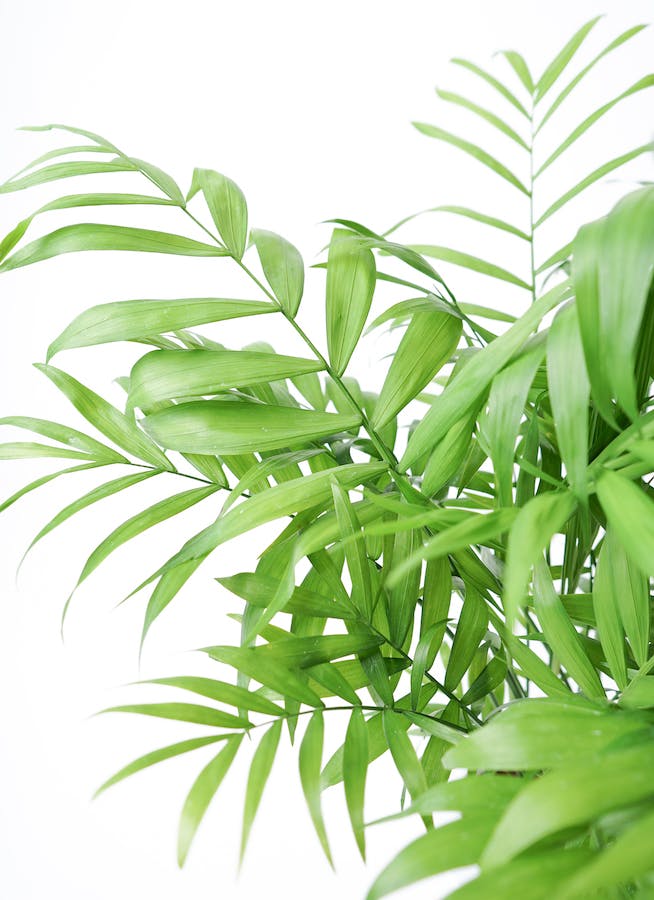 観葉植物 テーブルヤシ 6号 プラスチック鉢 | 観葉植物ならHitoHana