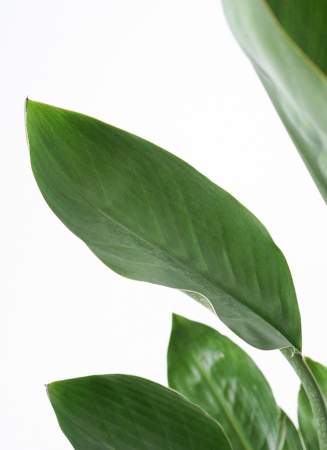 観葉植物 ストレリチア レギネ 7号 プラスチック鉢 | 観葉植物なら 観葉植物 ストレリチア レギネ 7号 プラスチック鉢 | 観葉植物なら