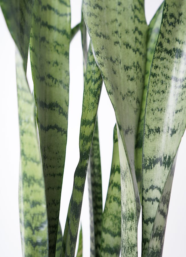 観葉植物 サンスベリア 6号 トリファッシアータ アビスソニア ミドル