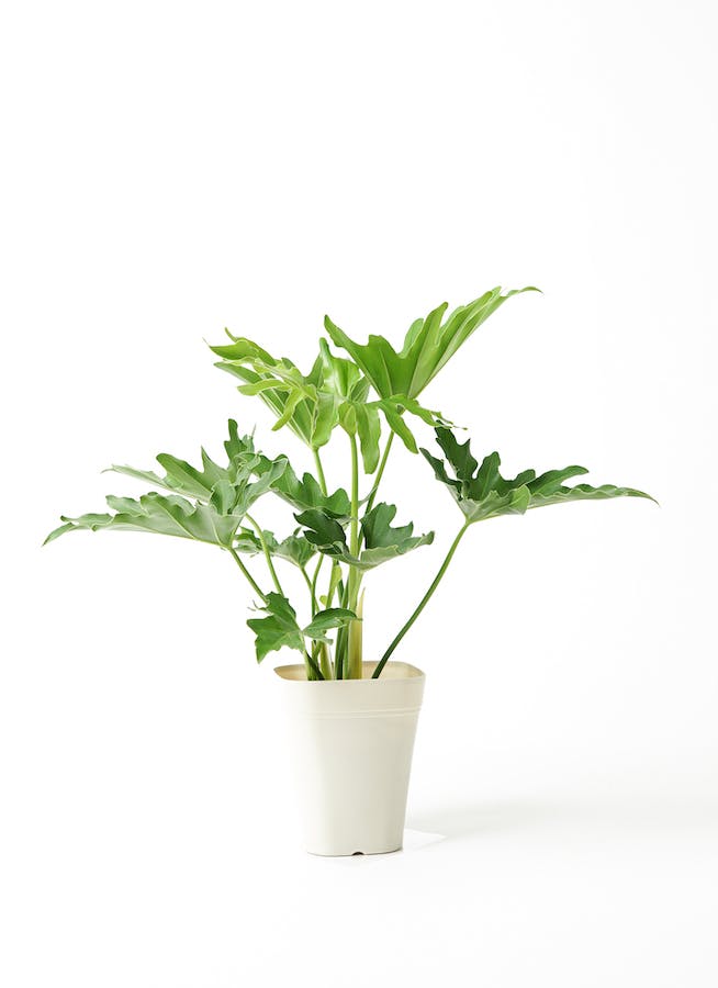 観葉植物 フィロデンドロン 5号 セローム ヒトデカズラ プラスチック鉢 観葉植物ならhitohana ひとはな