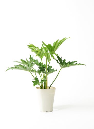 観葉植物 フィロデンドロン 5号 セローム ヒトデカズラ プラスチック鉢