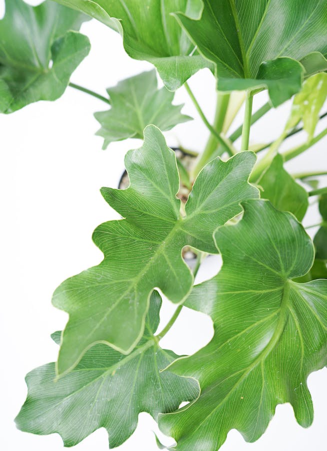 観葉植物 フィロデンドロン 6号 セローム ヒトデカズラ アイルエッグ