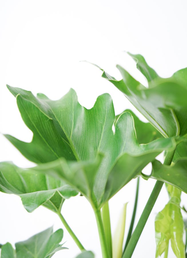 観葉植物 フィロデンドロン 6号 セローム ヒトデカズラ アイルエッグ