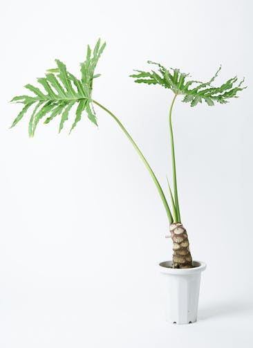 観葉植物 フィロデンドロン 7号 セローム ヒトデカズラ プラスチック鉢