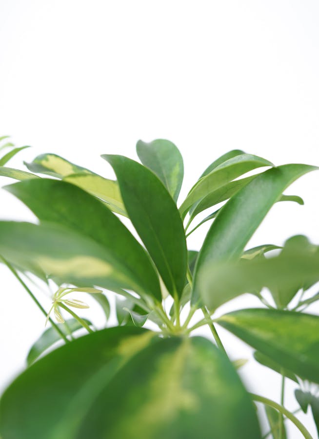 観葉植物 カポック（シェフレラ） 5号 斑入り ジュートポット0 付き