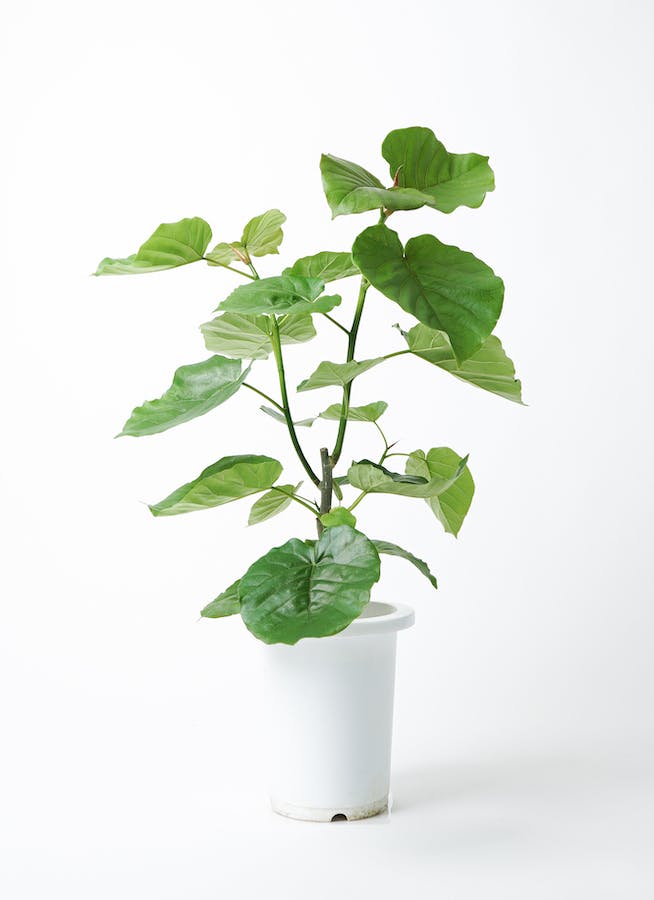 観葉植物 フィカス ウンベラータ 7号 ノーマル プラスチック鉢 | 観葉