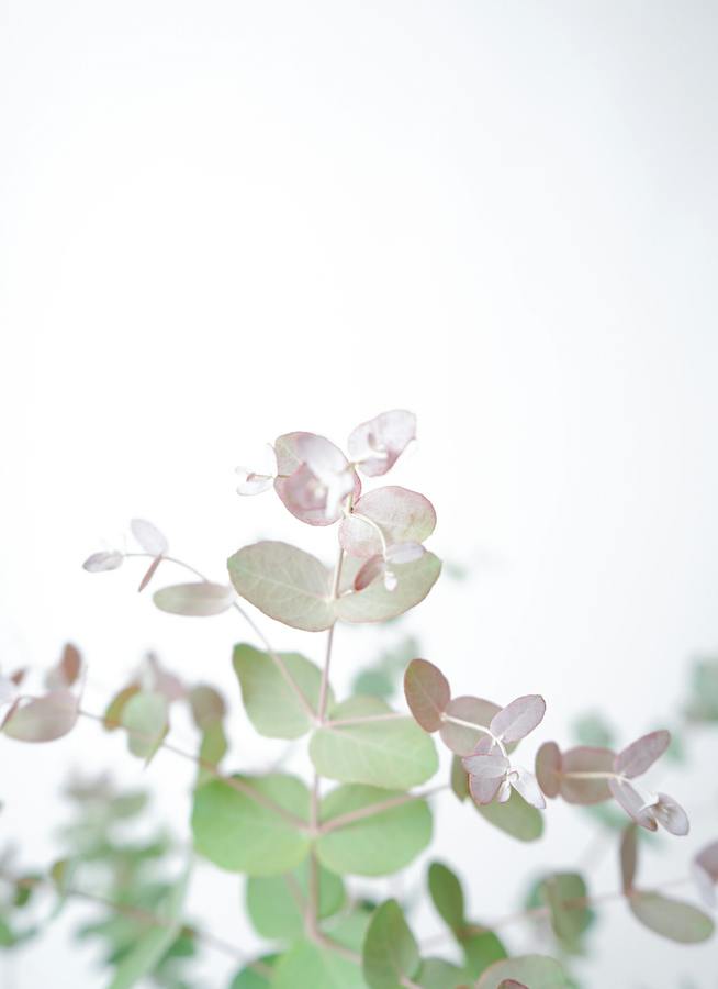 観葉植物 ユーカリ 6号 グニー ボサ造り アイルエッグ ライトブルー