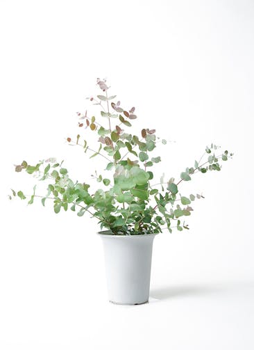 観葉植物 ユーカリ 6号 グニー ボサ造り プラスチック鉢