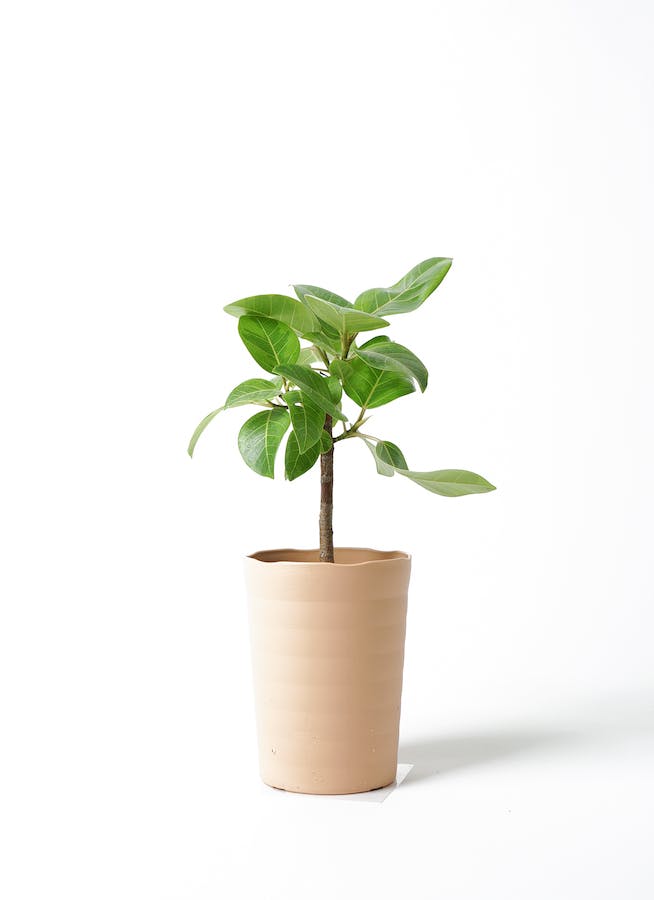 観葉植物 フィカス アルテシーマ 6号 ストレート スタンダード