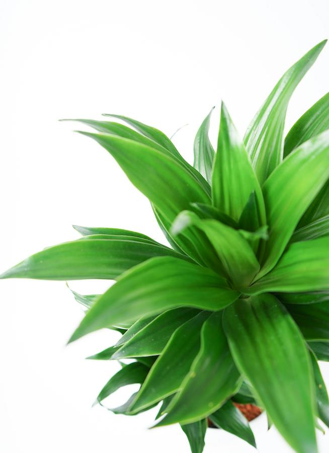 観葉植物 ドラセナ コンパクター 6号 インティ ホワイト 付き | 観葉