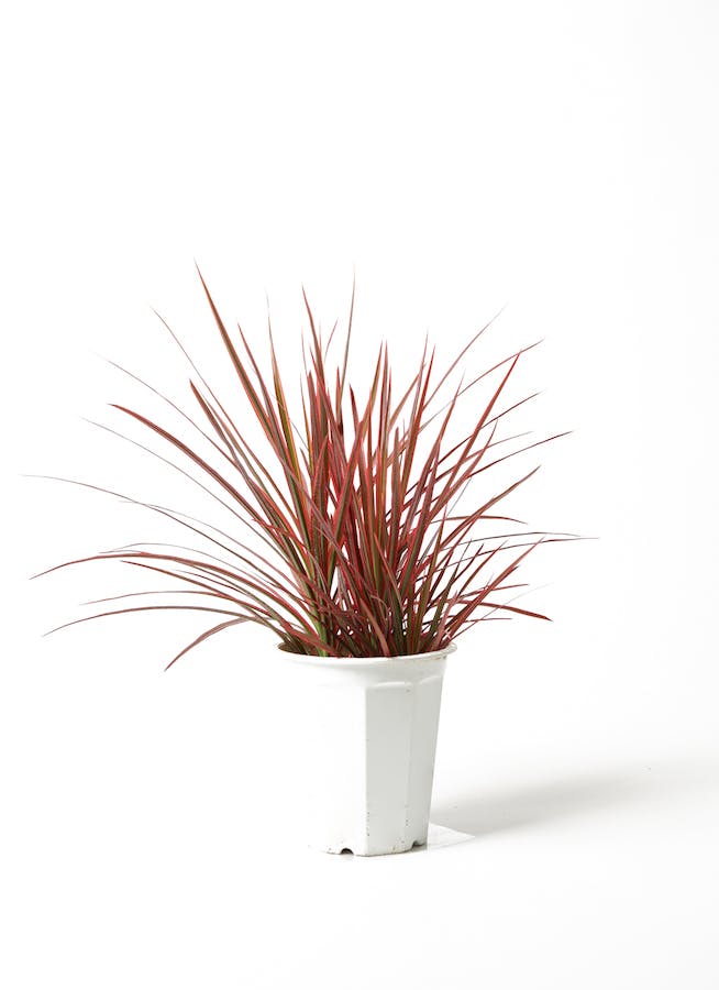 観葉植物 ドラセナ コンシンネ レインボー 5号 ストレート ストーンウェア セラミック スタンダードポット White 付き