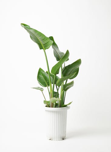 観葉植物 オーガスタ 7号 プラスチック鉢