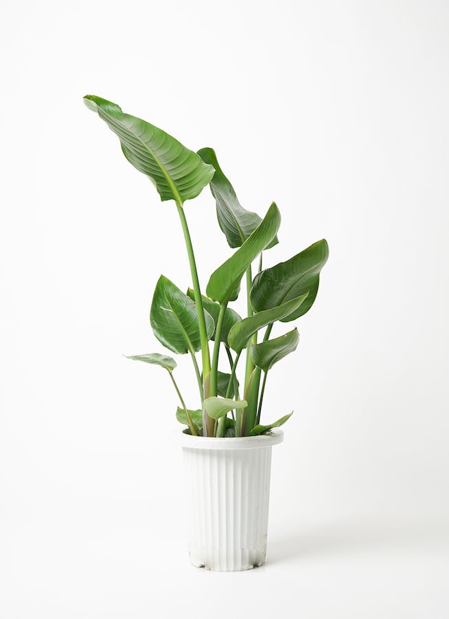 観葉植物 オーガスタ 7号 プラスチック鉢 | 観葉植物ならHitoHana(ひと 