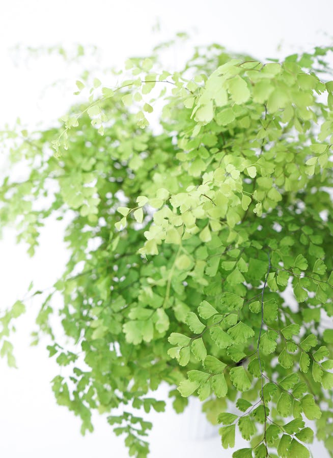 観葉植物 アジアンタム 5号 プラスチック鉢 | 観葉植物ならHitoHana