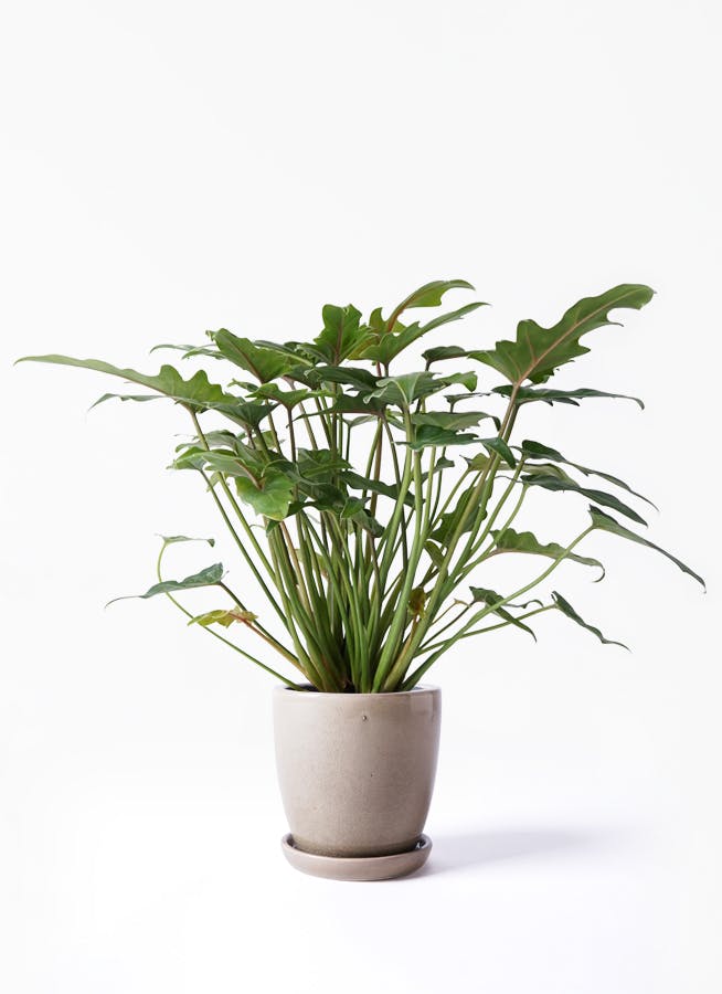 観葉植物 クッカバラ 4号 アステア トール ベージュ 付き 観葉植物ならhitohana ひとはな 観葉植物 クッカバラ 4号 アステア トール ベージュ 付き 観葉植物ならhitohana ひとはな