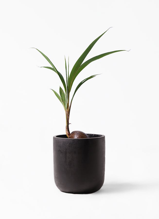 観葉植物 ココヤシ 7号 エルバ 黒 付き 観葉植物ならhitohana ひとはな 観葉植物 ココヤシ 7号 エルバ 黒 付き 観葉植物ならhitohana ひとはな