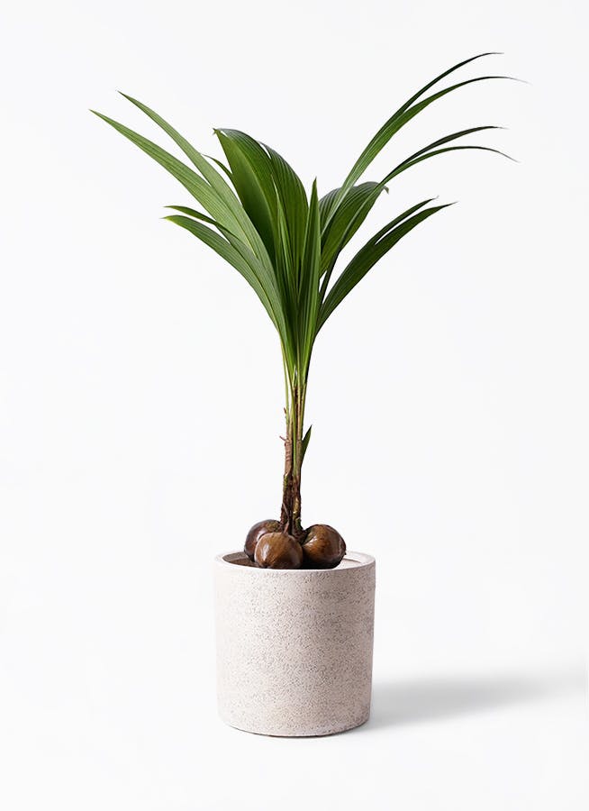 ココスヤシ　斑入り　10号ポットつき　激レア❗　④ ココヤシ 10号 | 観葉植物 | インテリアやギフトに - Hitohana（ひとはな）