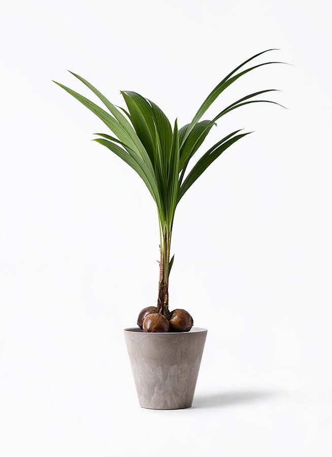 ココヤシ ノーマル | 観葉植物 | インテリアやギフトに - Hitohana