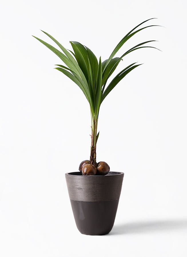 中型ヤシ科観葉植物 黒色鉢 観葉植物 ココヤシ 10号 ジュピター 黒 付き | 観葉植物ならHitoHana