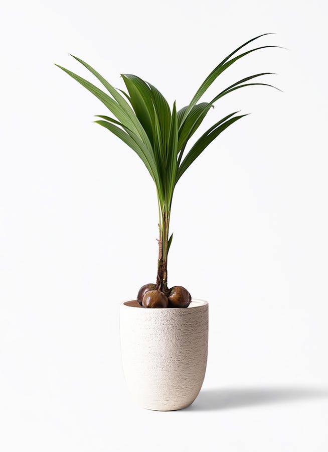 ココヤシ | 観葉植物の通販ならHitoHana（ひとはな）