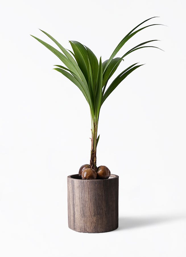 観葉植物 ココヤシ 10号 アルファシリンダープランター 付き