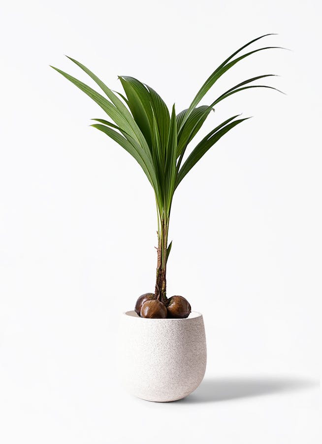 ココヤシ 10号 | 観葉植物 | インテリアやギフトに - Hitohana（ひとはな）