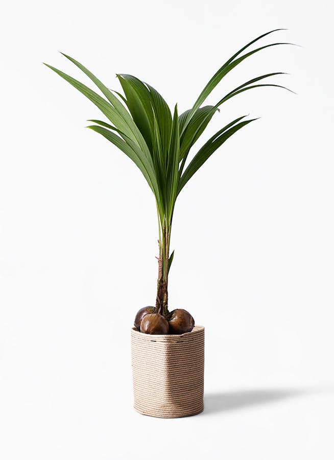 観葉植物 ココヤシ 10号 リブバスケットnatural 付き 観葉植物ならhitohana ひとはな 観葉植物 ココヤシ 10号 リブバスケットnatural 付き 観葉植物ならhitohana ひとはな