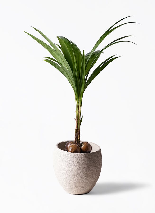 ココヤシ 10号 | 観葉植物 | インテリアやギフトに - Hitohana（ひとはな）