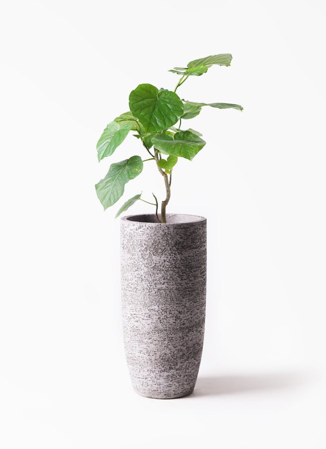観葉植物 フィカス ウンベラータ 6号 ノーマル エコストーントールタイプ Gray 付き 観葉植物ならhitohana ひとはな 観葉植物 フィカス ウンベラータ 6号 ノーマル エコストーントールタイプ Gray 付き 観葉植物ならhitohana ひとはな