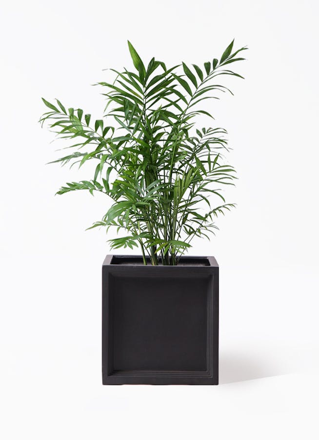 観葉植物 テーブルヤシ 7号 ブリティッシュキューブ 付き | 観葉植物