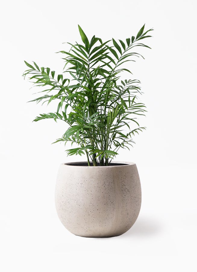観葉植物 テーブルヤシ 7号 テラニアス ローバルーン アンティークホワイト 付き 観葉植物ならhitohana ひとはな