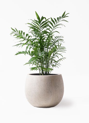 観葉植物 テーブルヤシ 7号 テラニアス ローバルーン アンティークホワイト 付き