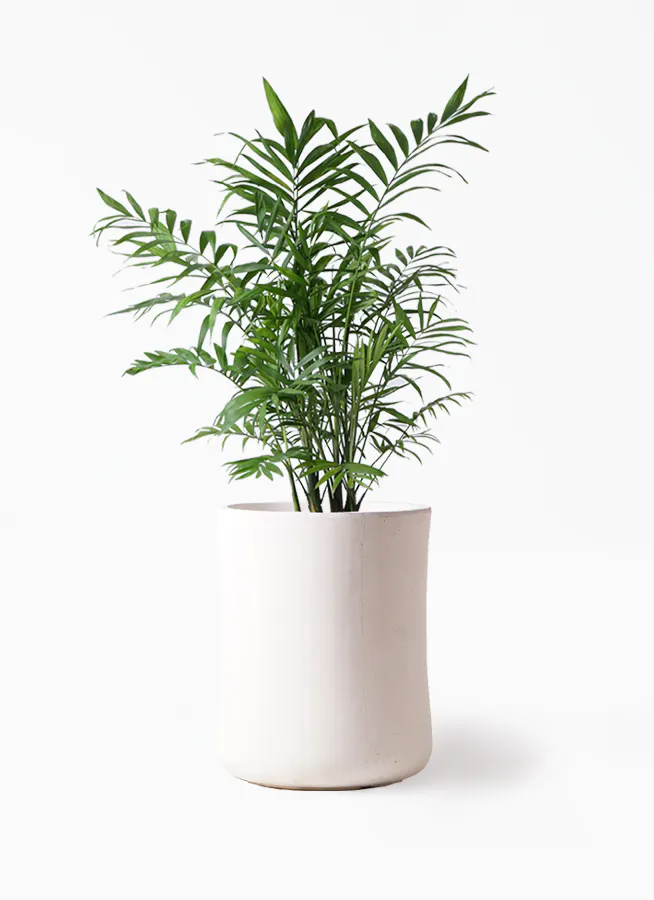 観葉植物 テーブルヤシ 7号 バスク ミドル ホワイト 付き 観葉植物ならhitohana ひとはな