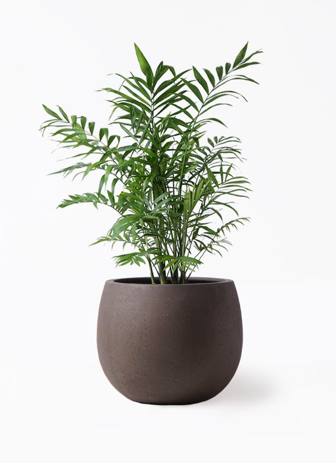 テーブルヤシ1mサイズ 送料無料】 観葉植物 生木 オフィス テーブルヤシ (フラワーボックス用